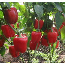 HSP08 Dangzo красная F1 гибрид колокол/сладкий перец семена семена овощных культур